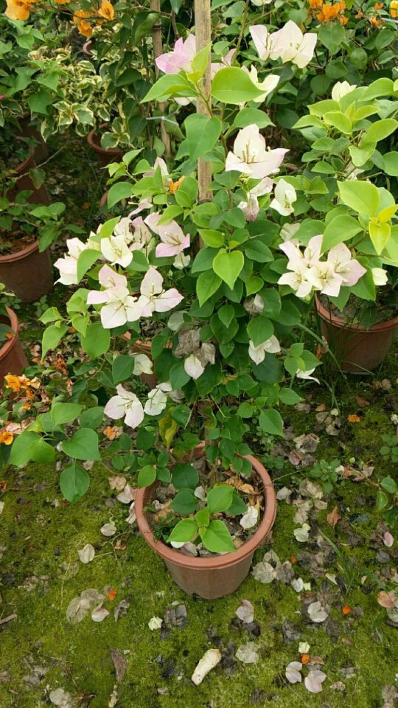 三角梅30~50cm