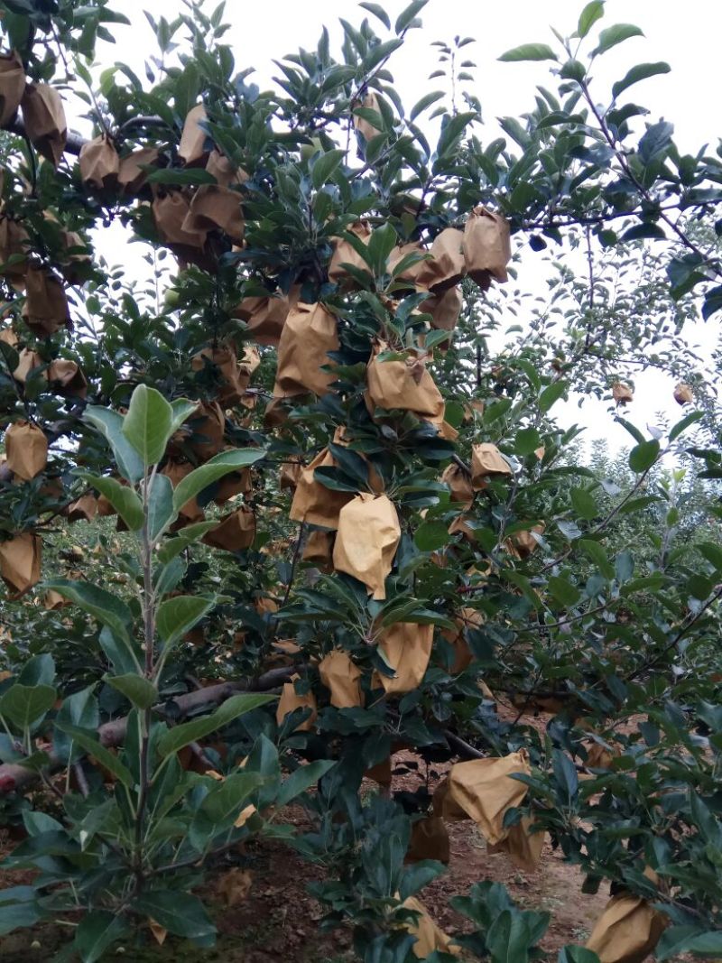 嘎啦苹果70mm以上纸+膜袋