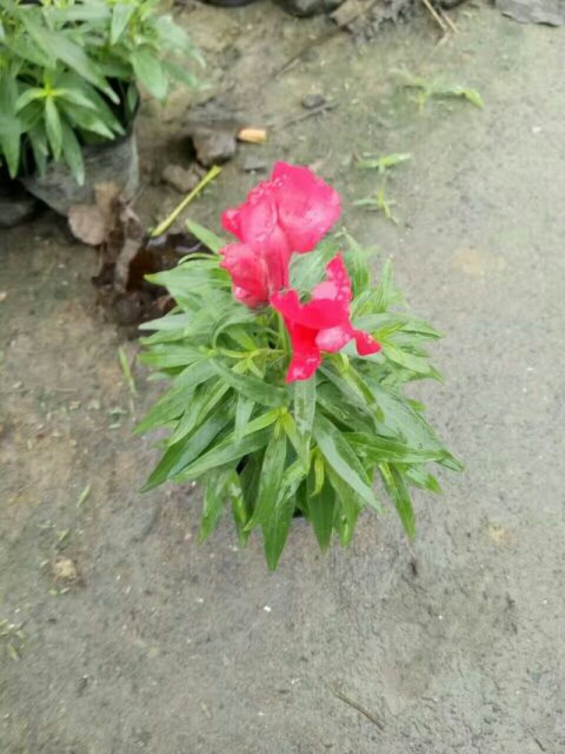 金鱼草