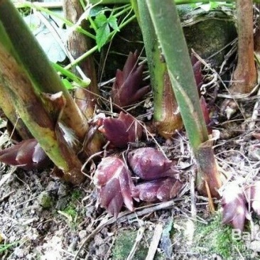 襄荷