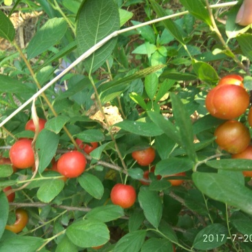 钙果苗30cm以下1年