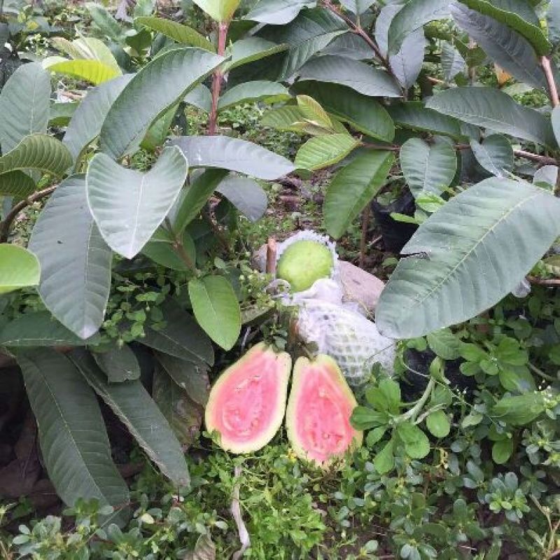 西瓜番石榴苗50~80cm
