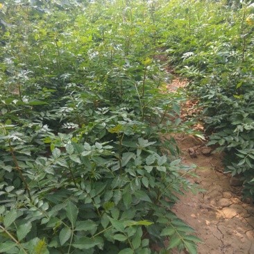 花椒苗1~2年
