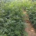 花椒苗1~2年