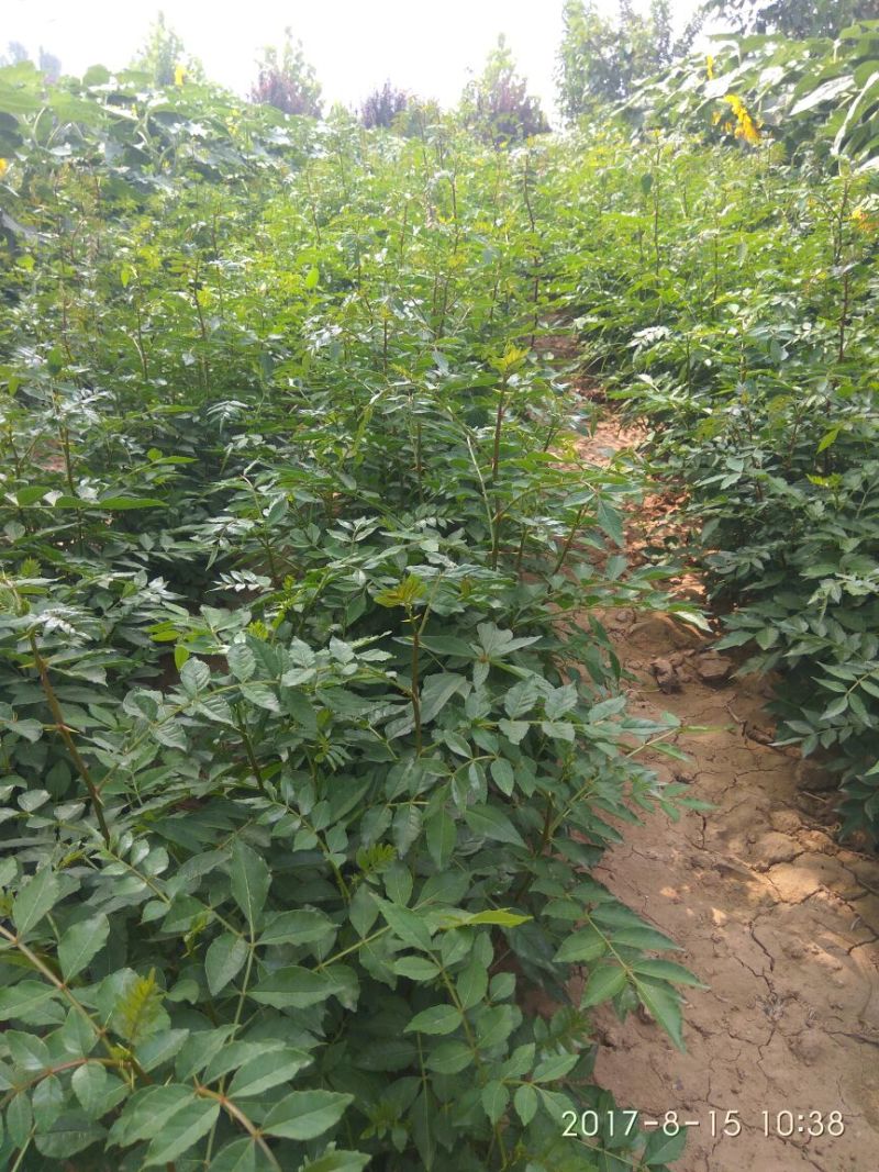 花椒苗1~2年