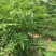 花椒苗1~2年