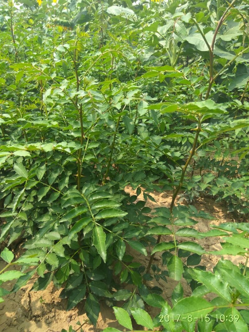 花椒苗1~2年