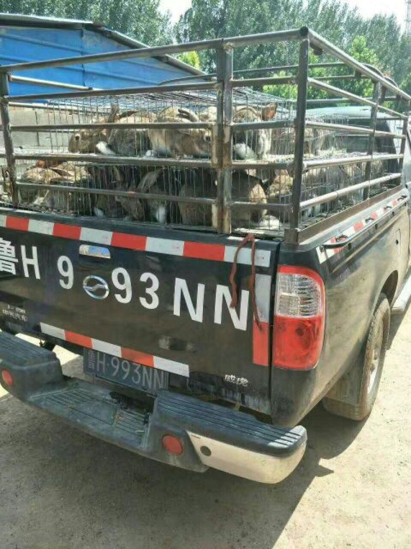 新西兰兔，肉兔种兔，包技术，包回收，全国发货