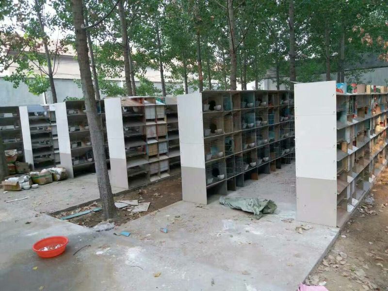 新西兰兔，肉兔种兔，包技术，包回收，全国发货