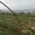 芦篙