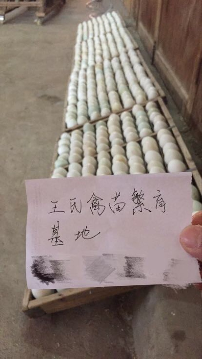 土鸡苗出壳苗35~45克通货孵化场直发保质保量