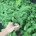 百香果苗种苗