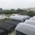 百香果苗种苗