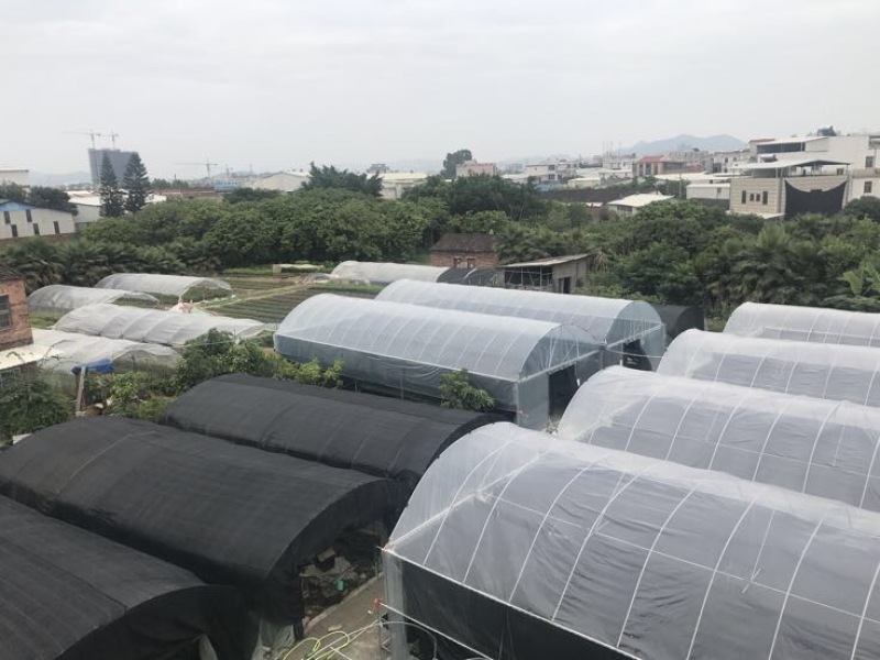 百香果苗种苗