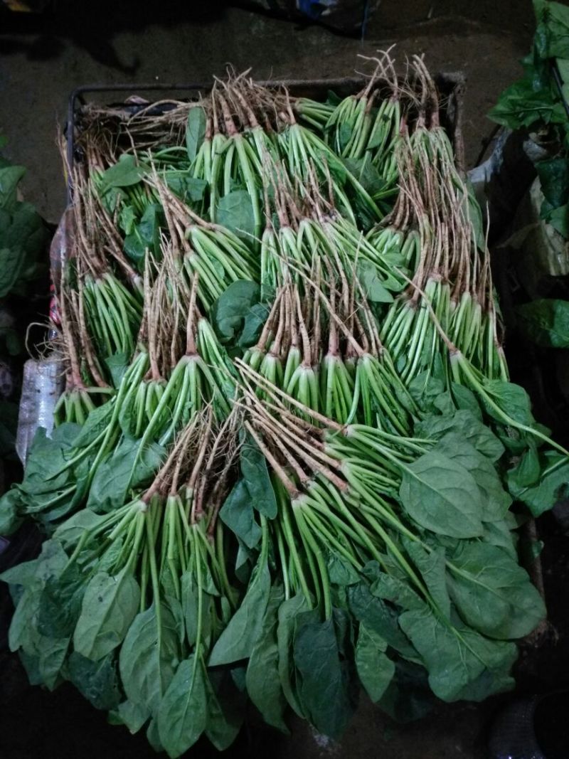 帝沃2号菠菜20~25厘米