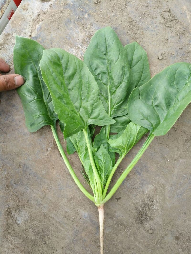 帝沃2号菠菜20~25厘米