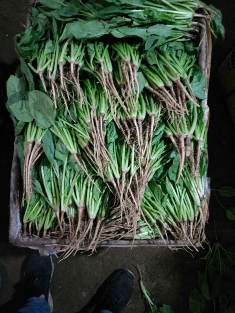 帝沃2号菠菜20~25厘米