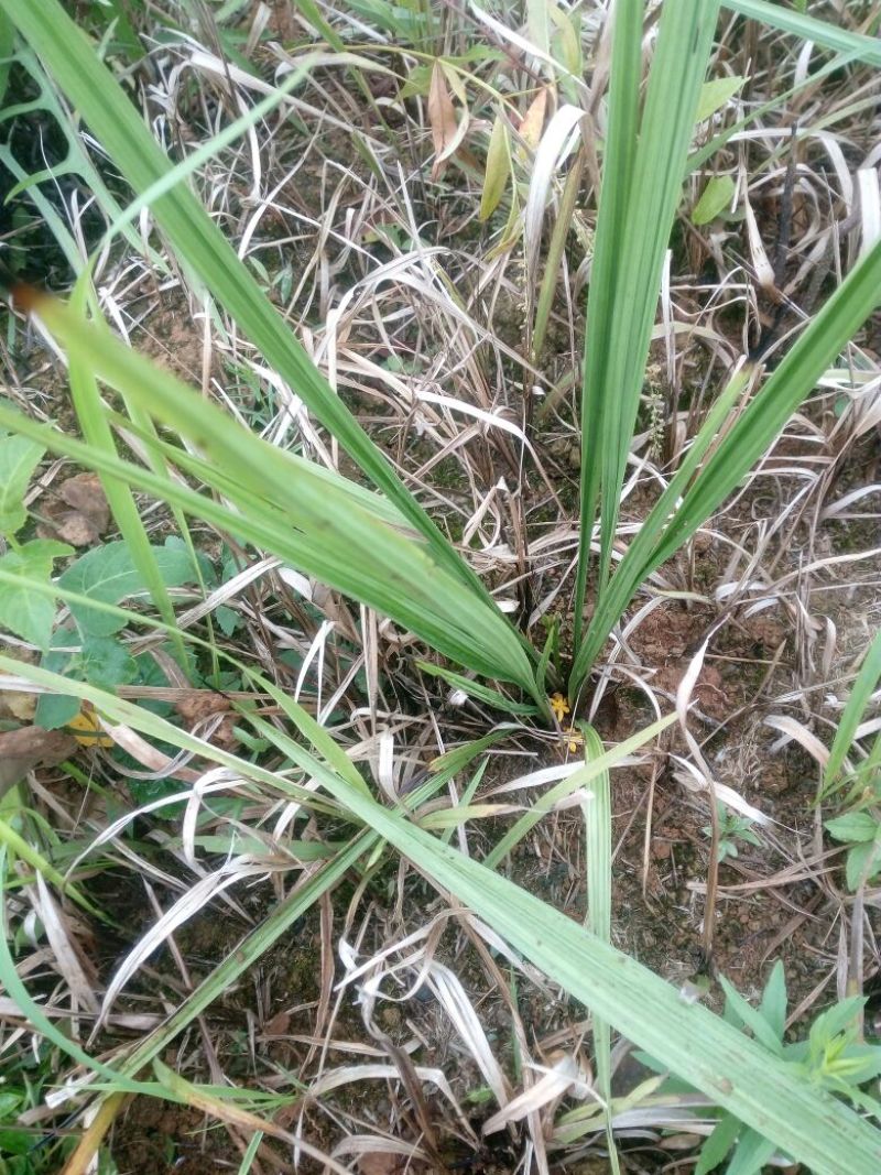 仙茅独角仙茅