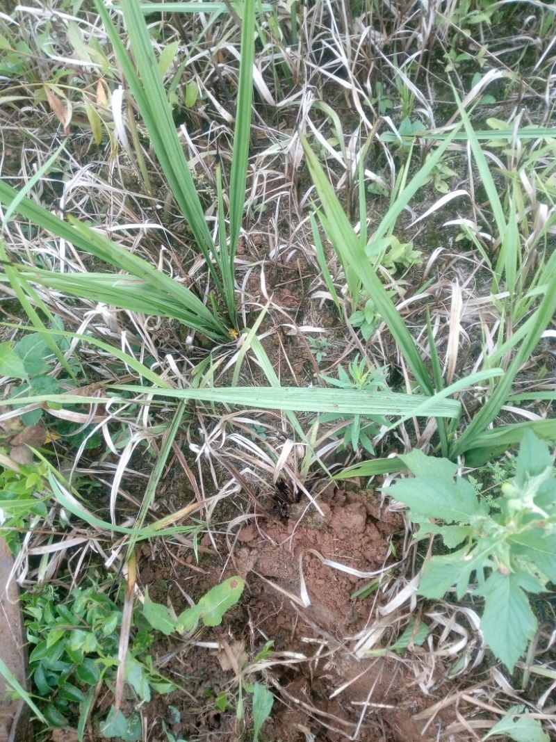 仙茅独角仙茅