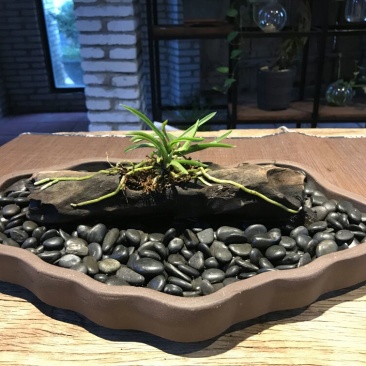 造型树