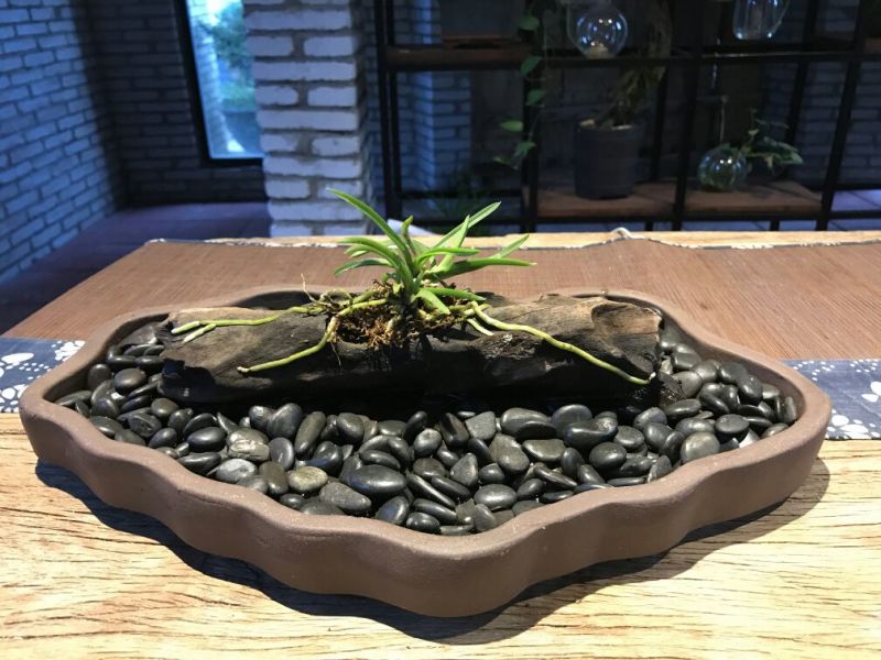 造型树
