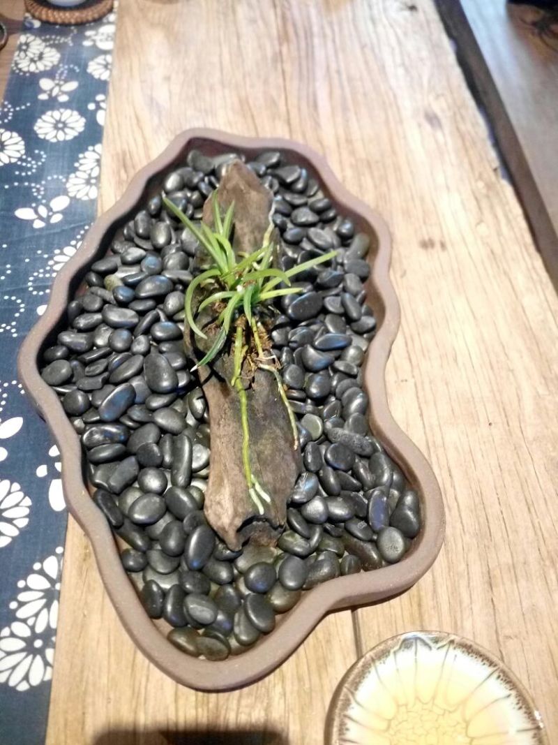 造型树