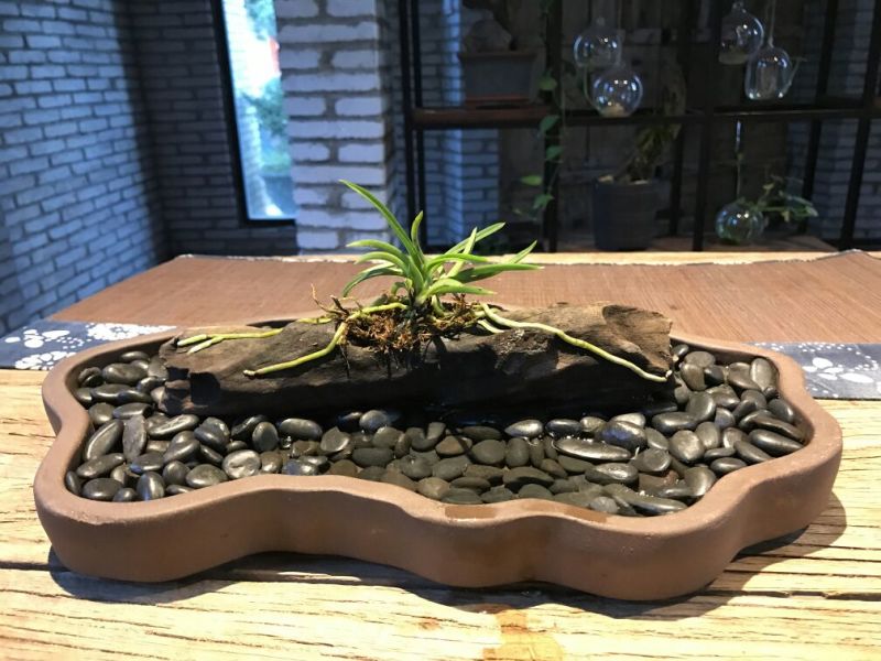 造型树