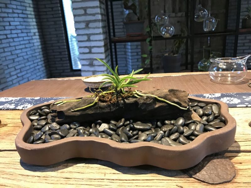 造型树