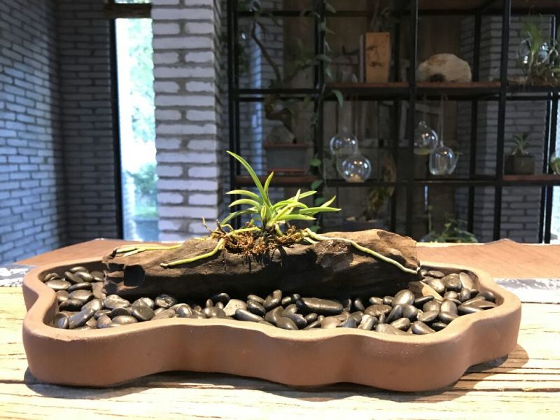 造型树