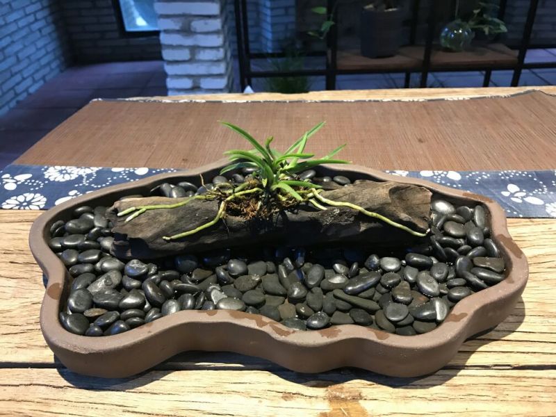 造型树