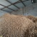 杏胡甜核