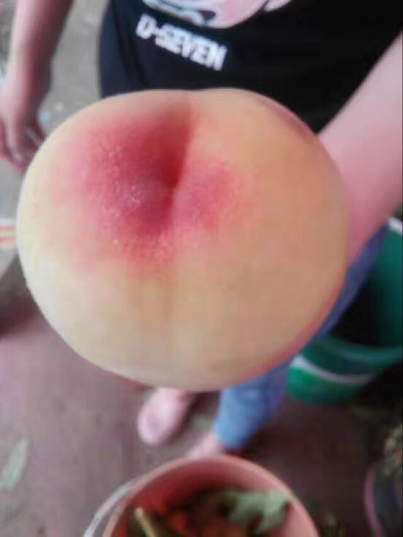 核桃苗