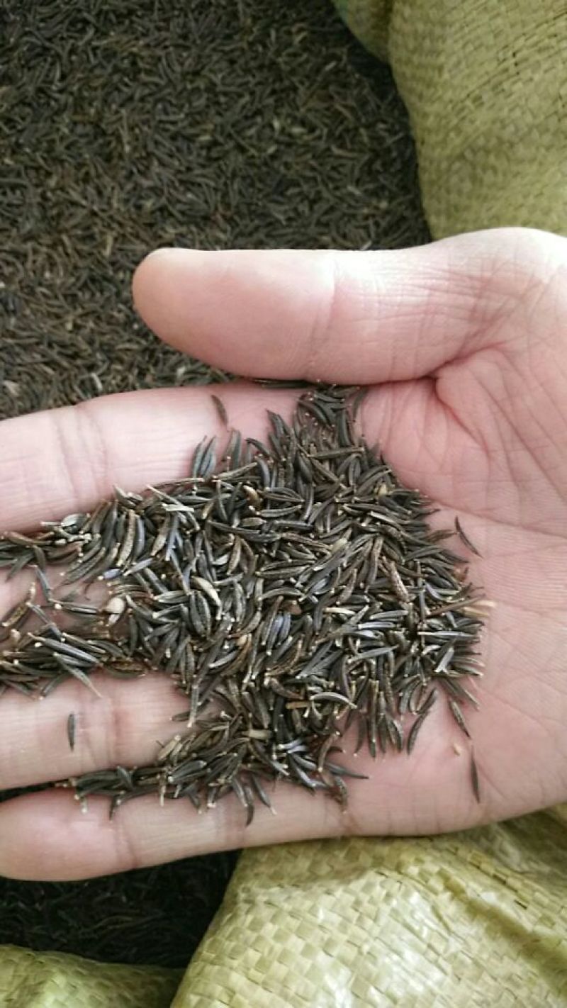 波斯菊种子发芽率96%，包邮