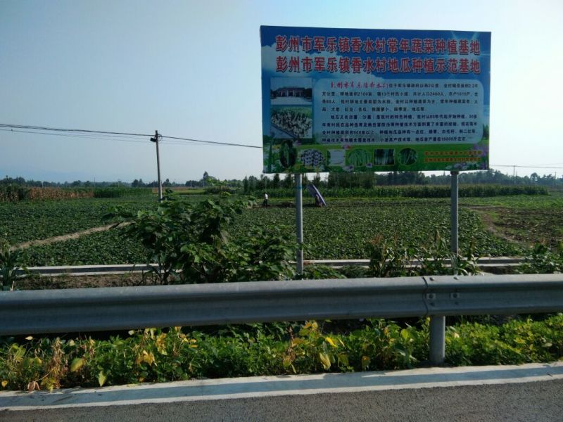 凉薯地瓜豆薯
