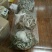 火焙鱼盐焗味（微辣）