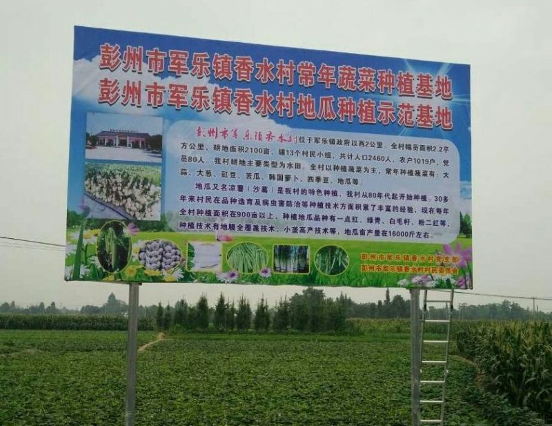 凉薯地瓜豆薯