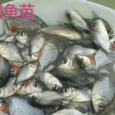 淡水白鲳鱼苗，生长快