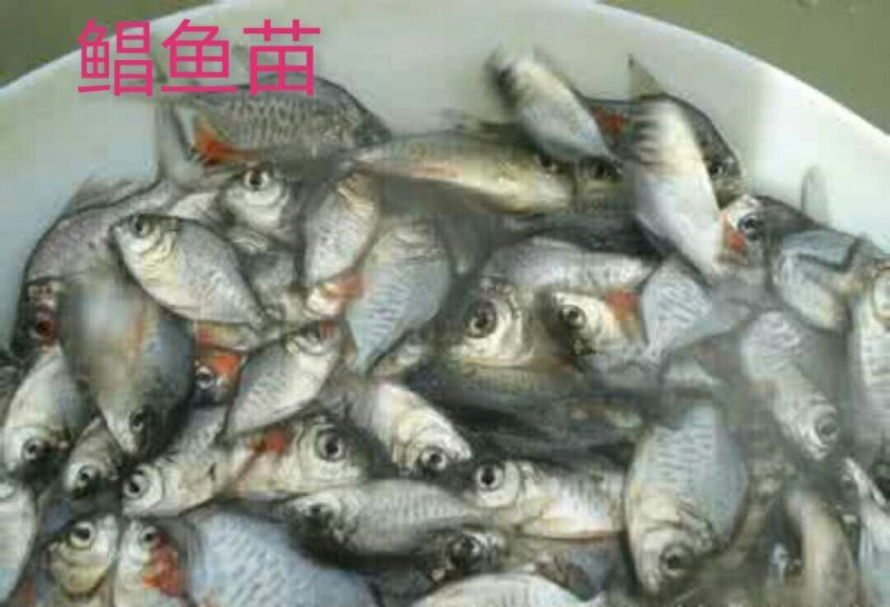 淡水白鲳鱼苗，生长快