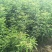 皂角树苗现起现发产地直销现场看苗地头装车
