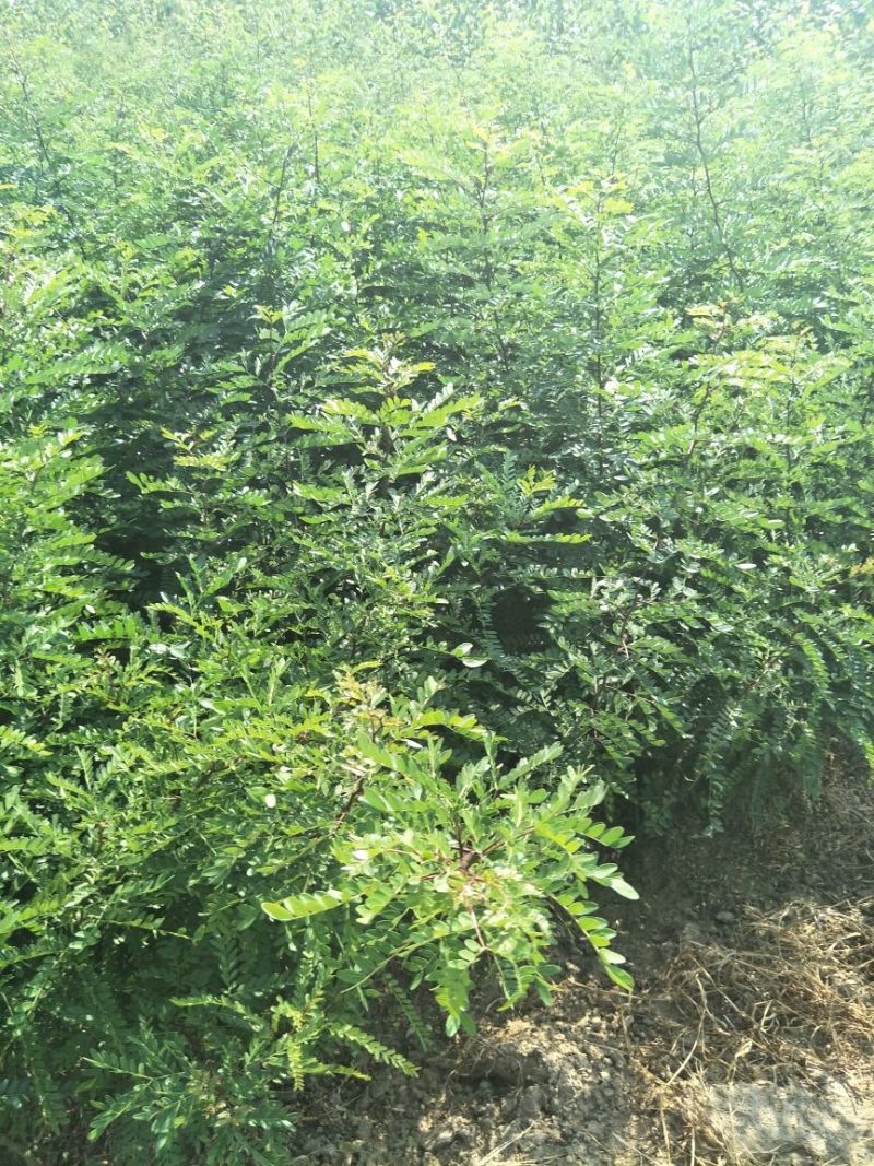 皂角树苗现起现发产地直销现场看苗地头装车