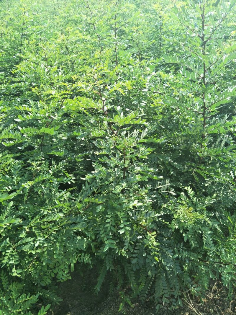 皂角树苗现起现发产地直销现场看苗地头装车