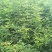 皂角树苗现起现发产地直销现场看苗地头装车