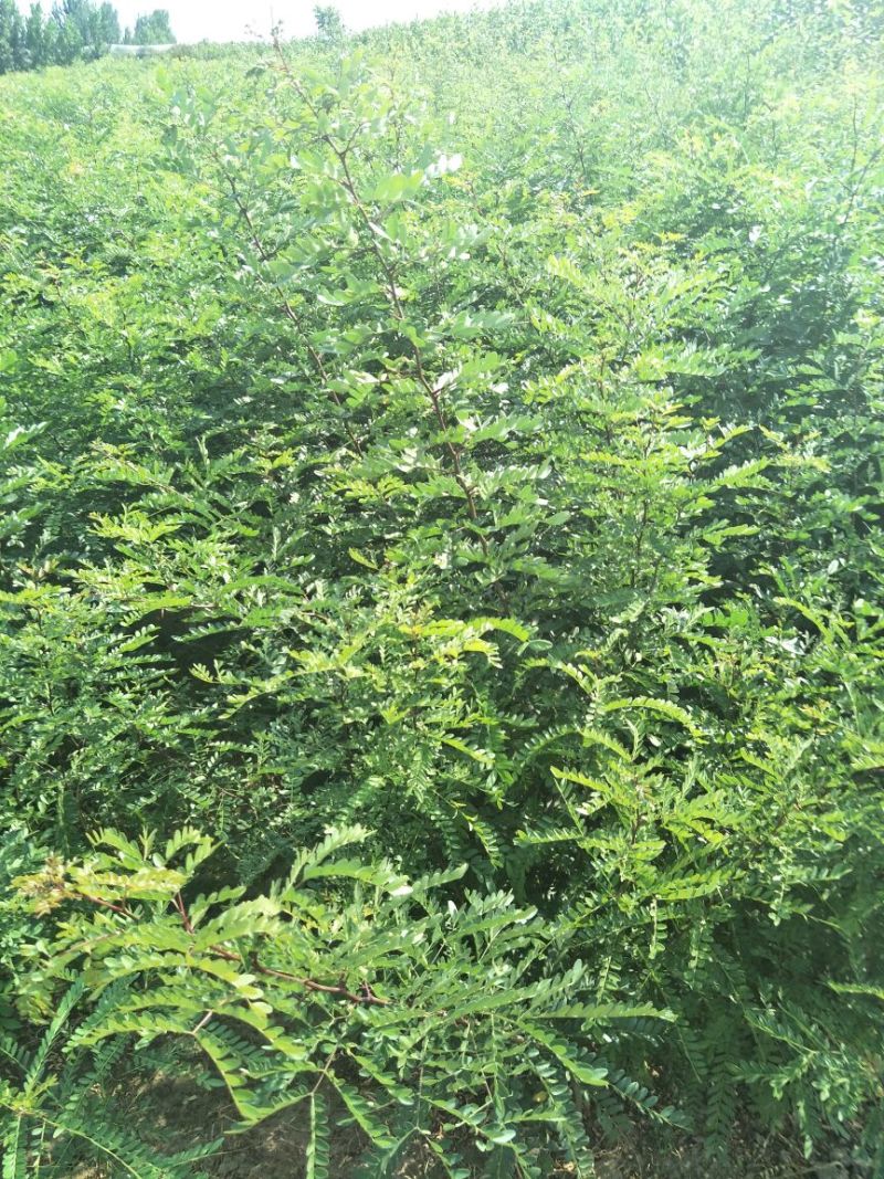 皂角树苗现起现发产地直销现场看苗地头装车