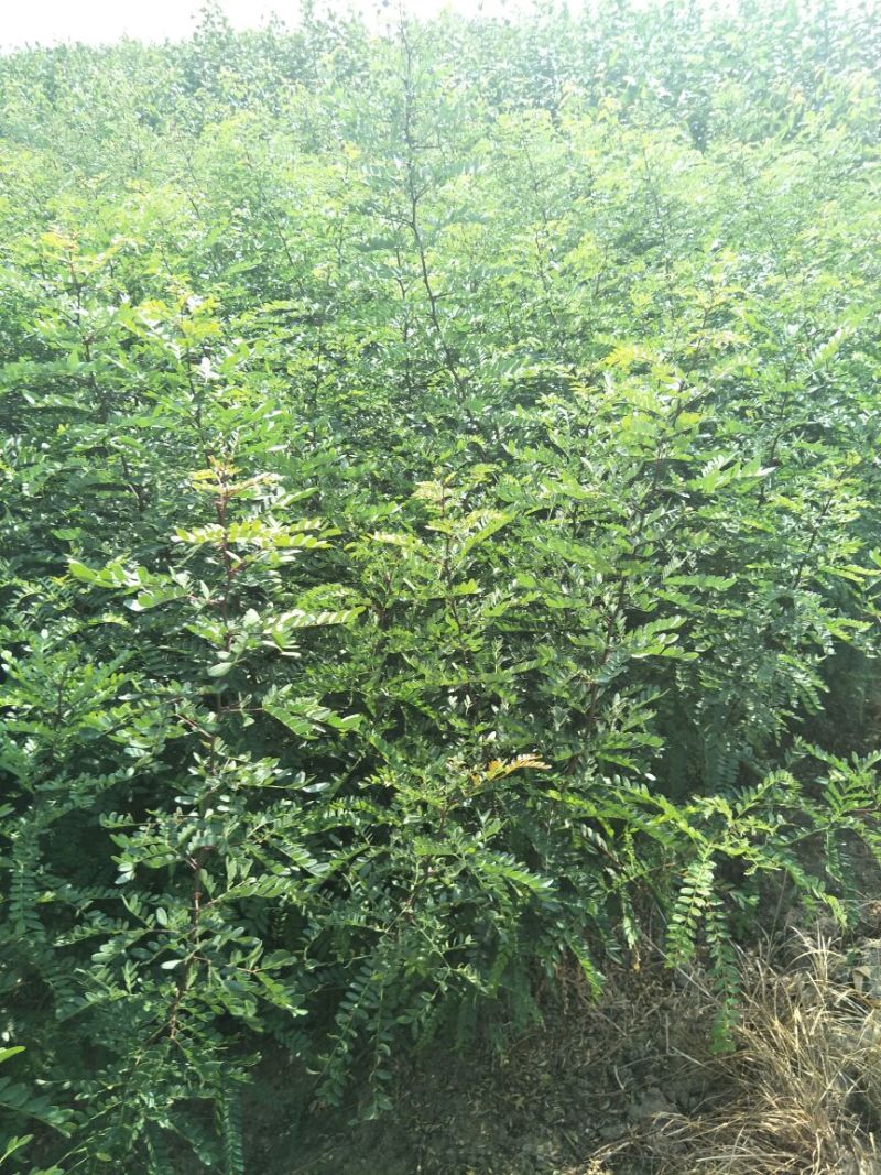 皂角树苗现起现发产地直销现场看苗地头装车