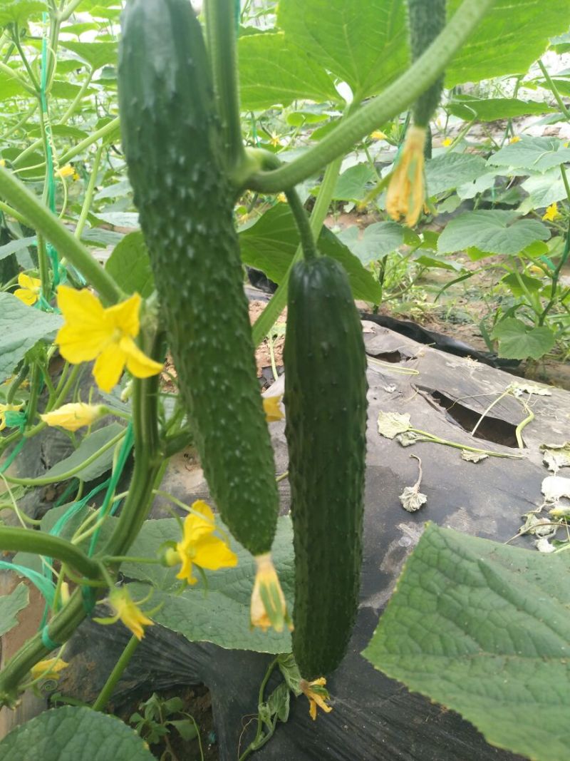 山东密刺黄瓜干花带刺，小中条，精品电商货，对接全国市场商超等