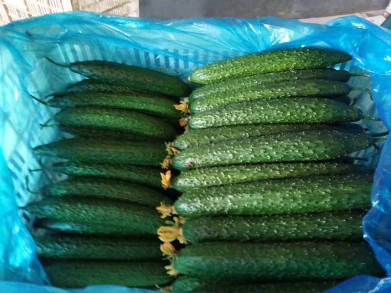 山东密刺黄瓜干花带刺，小中条，精品电商货，对接全国市场商超等