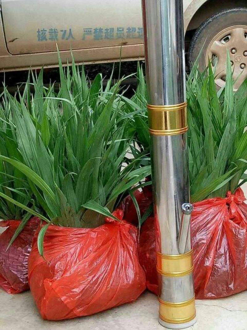 三叉白芨种苗紫花三叉大白芨