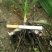 三叉白芨种苗紫花三叉大白芨