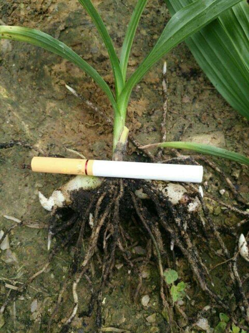 三叉白芨种苗紫花三叉大白芨