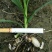 三叉白芨种苗紫花三叉大白芨